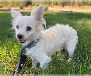 Mutt Dogs for adoption in Martinez, CA, USA