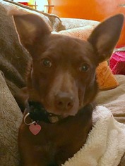 Australian Kelpie-Labrador Retriever Mix Dogs for adoption in Issaquah, WA, USA