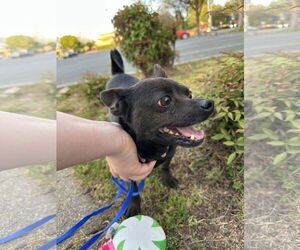 Chihuahua-Unknown Mix Dogs for adoption in Chico, CA, USA