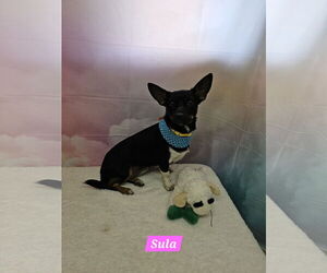 Miniature Pinscher-Unknown Mix Dogs for adoption in Metairie, LA, USA