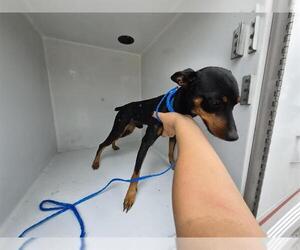 Miniature Pinscher Dogs for adoption in Houston, TX, USA