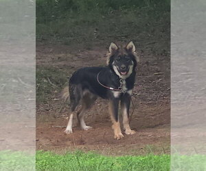 Collie-Unknown Mix Dogs for adoption in FRAMINGHAM, MA, USA