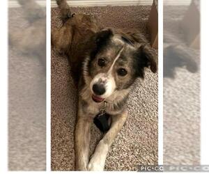 Australian Shepherd-Unknown Mix Dogs for adoption in San Antonio, TX, USA