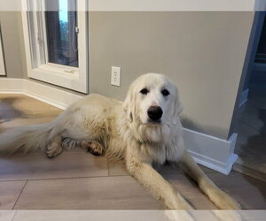 Great Pyrenees Dogs for adoption in Croydon, NH, USA