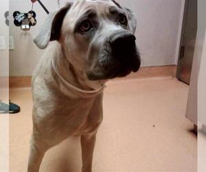 Mastiff Dogs for adoption in Martinez, CA, USA
