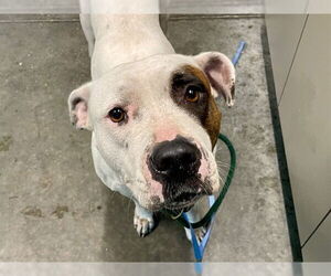 Labrador Retriever-Unknown Mix Dogs for adoption in Tavares, FL, USA
