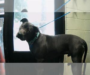 American Pit Bull Terrier-Unknown Mix Dogs for adoption in Tulsa, OK, USA