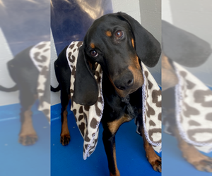 Black and Tan Coonhound-Bloodhound Mix Dogs for adoption in Charlotte, NC, USA