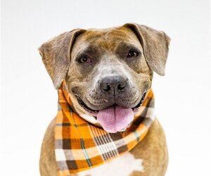 American Pit Bull Terrier-Labrador Retriever Mix Dogs for adoption in Rootstown, OH, USA
