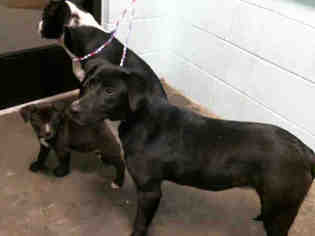 Borador Dogs for adoption in Tulsa, OK, USA