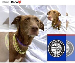 Labrador Retriever Dogs for adoption in Akron, OH, USA