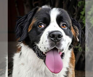 Saint Bernard Dogs for adoption in Albuquerque, NM, USA