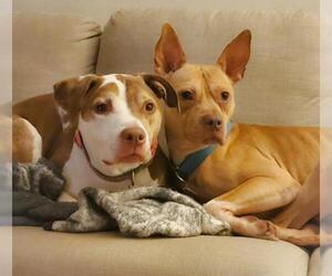 Bullboxer Pit Dogs for adoption in FAIRLAWN, OH, USA