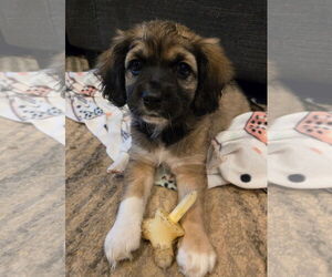 Cocker Spaniel-Unknown Mix Dogs for adoption in Fort Wayne, IN, USA