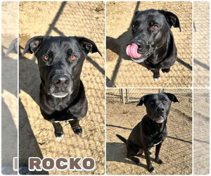 Labrador Retriever-Unknown Mix Dogs for adoption in Pierceton , IN, USA