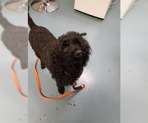 Poodle (Miniature) Dogs for adoption in London, Ontario, Canada