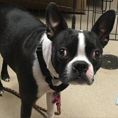 Boston Terrier Dogs for adoption in Austin, TX, USA