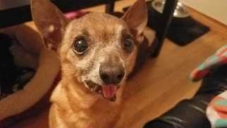 Chihuahua Dogs for adoption in McHenry, MS, USA