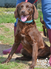 Boykin Spaniel Dogs for adoption in Washington, DC, USA