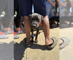 Mutt Dogs for adoption in Holly Springs, NC, USA