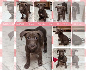 Labrador Retriever-Unknown Mix Dogs for adoption in Mesa, AZ, USA