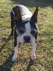 Boston Terrier Dogs for adoption in bloomington, IL, USA