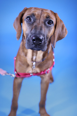 Mastiff Dogs for adoption in Tallahassee, FL, USA