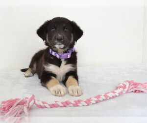 German Shepherd Dog-Unknown Mix Dogs for adoption in Oroville, CA, USA