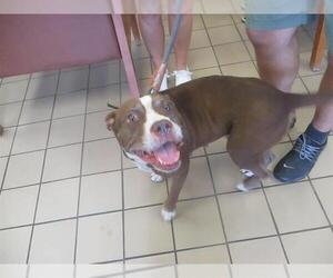 American Pit Bull Terrier Dogs for adoption in Ocala, FL, USA