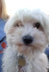 Maltese Dogs for adoption in Colton, CA, USA