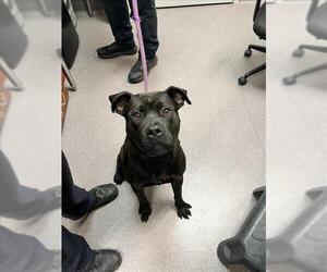 Staffordshire Bull Terrier Dogs for adoption in Tracy, CA, USA