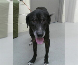 Labrador Retriever-Unknown Mix Dogs for adoption in Sanford, FL, USA
