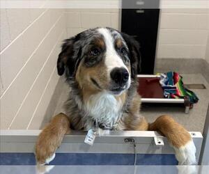 Australian Shepherd Dogs for adoption in Fort Collins, CO, USA