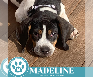 Beagle-Unknown Mix Dogs for adoption in Kimberton, PA, USA
