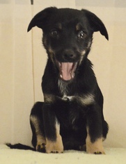 Medium Photo #1 Dachshund-Labrador Retriever Mix Puppy For Sale in Palo Alto, CA, USA