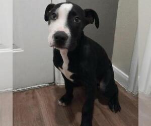 American Staffordshire Terrier-Unknown Mix Dogs for adoption in San Antonio, TX, USA