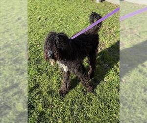 Poodle (Standard) Dogs for adoption in Riverside, CA, USA