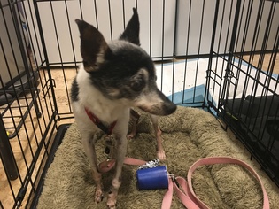 Rat Terrier Dogs for adoption in tucson, AZ, USA
