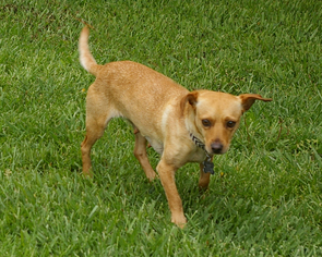 Chihuahua-Unknown Mix Dogs for adoption in Fletcher, NC, USA