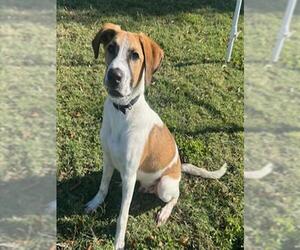 German Shepherd Dog-Unknown Mix Dogs for adoption in Texas City, TX, USA