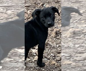 Mutt Dogs for adoption in Rockaway, NJ, USA