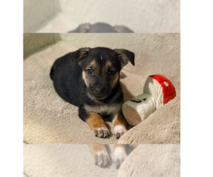 Mutt Dogs for adoption in Springdale, PA, USA