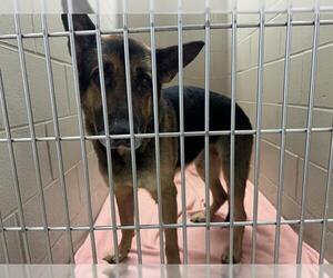 Medium Photo #1 German Shepherd Dog Puppy For Sale in Decatur, IL, USA