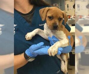 Beagle-Unknown Mix Dogs for adoption in Riverside, CA, USA