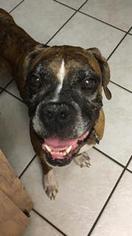 Boxer Dogs for adoption in Thonotosassa, FL, USA