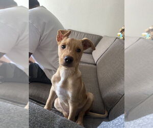 Labrador Retriever-Unknown Mix Dogs for adoption in Dana Point, CA, USA