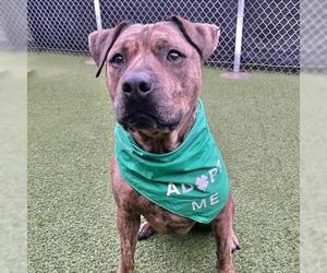 American Pit Bull Terrier Dogs for adoption in Camarillo, CA, USA