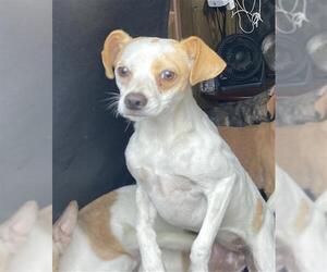 Chihuahua Dogs for adoption in Long Beach, CA, USA