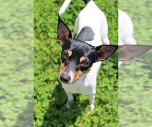 Rat Terrier-Unknown Mix Dogs for adoption in Evansville, IN, USA
