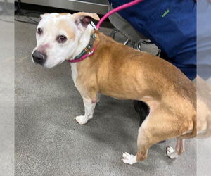 Pharaoh Hound-Unknown Mix Dogs for adoption in Forestville, MD, USA